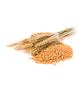 حمل و نقل آرد/گندم